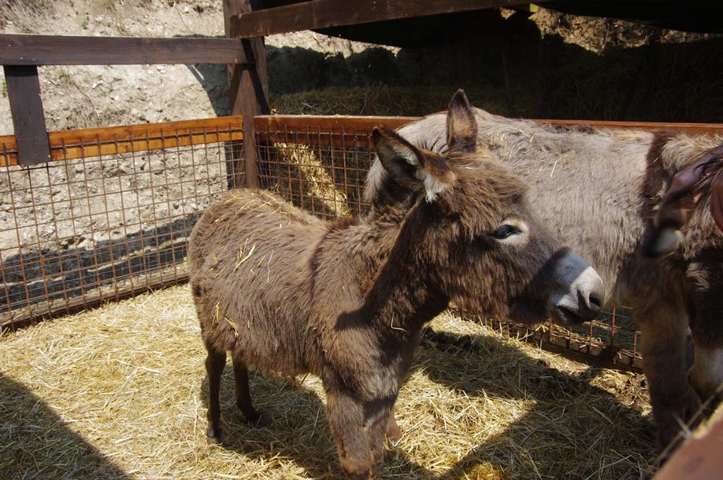 Agriturismo Casa Villi 苏法利诺 外观 照片